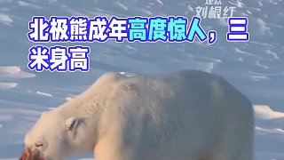 我還以為它就和熊貓差不多大#北極熊 #動(dòng)物 #神奇動(dòng)物 #震驚 #萬(wàn)萬(wàn)沒(méi)想到