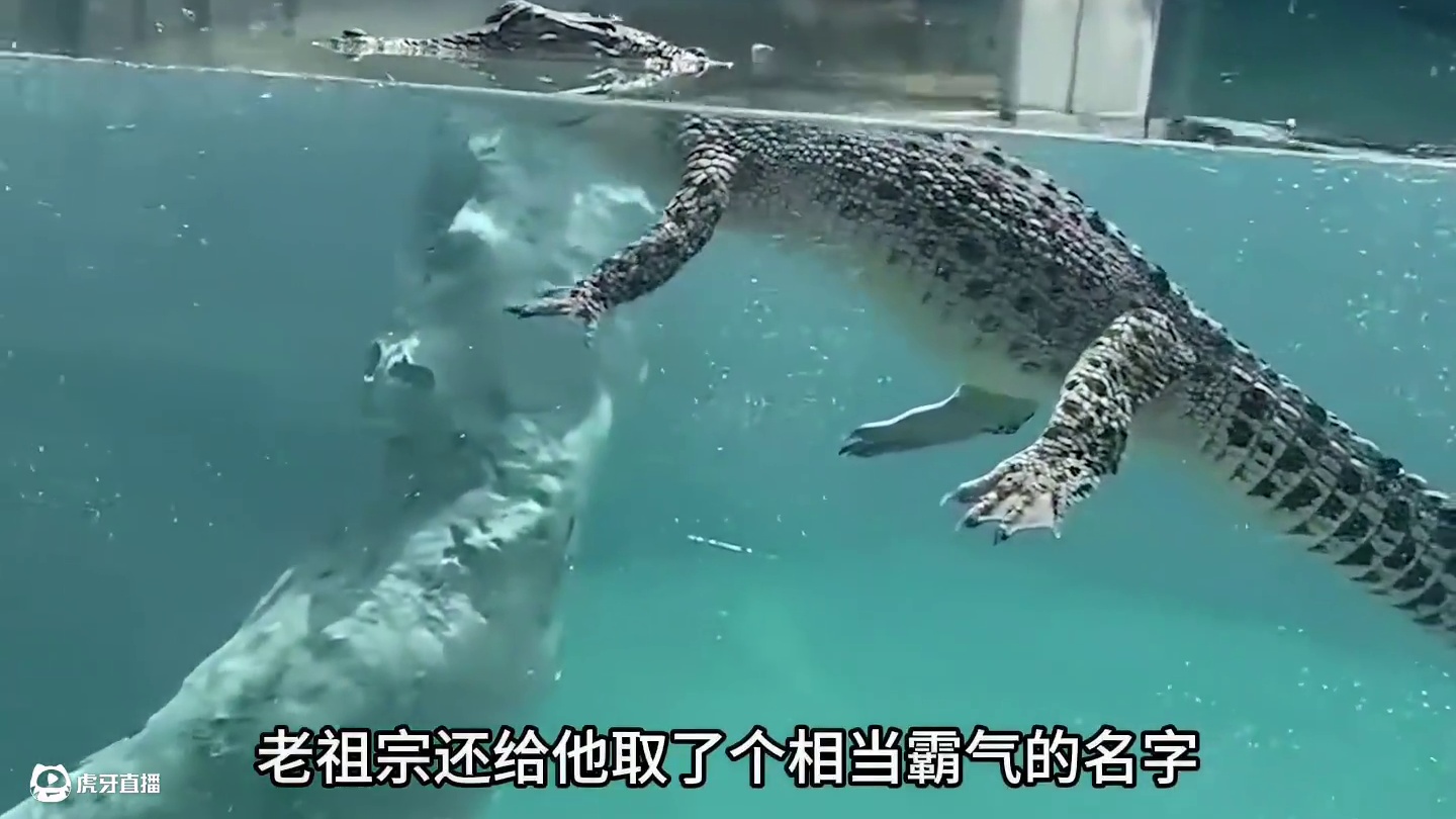 战五渣的扬子鳄，只会大战小龙虾偷袭小鸭鸭