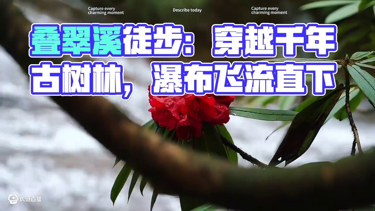 今日推荐：【叠翠溪徒步之旅】单程6公里的经典徒步路线，沿栈道穿越千年古树林，瀑布从悬崖倾泻而下，水雾