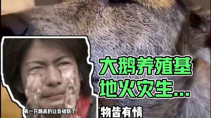 生死相守：万物皆有灵 #大鹅 #辽宁 #火灾 #养殖场 #万物皆有灵