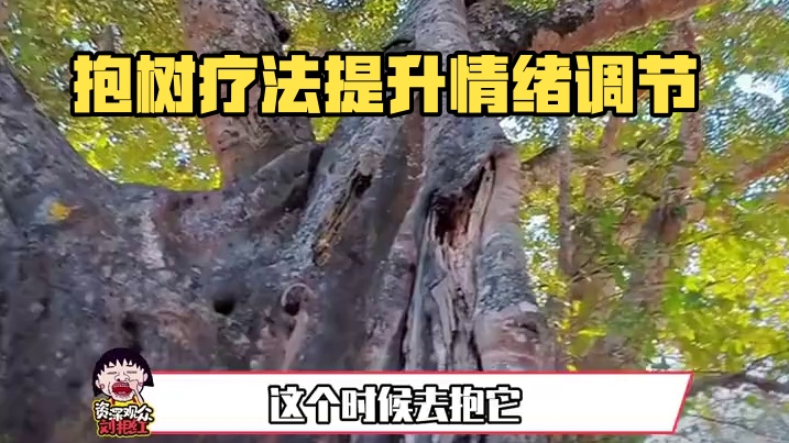 如果你最近情绪不稳定内耗的话，快去试试抱抱大树疗法吧#情绪