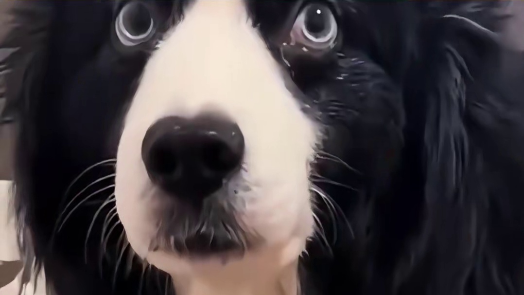 边牧：我是什么很贱的狗吗？