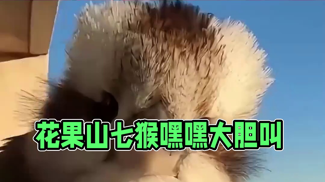 花果山跑出来的鸟