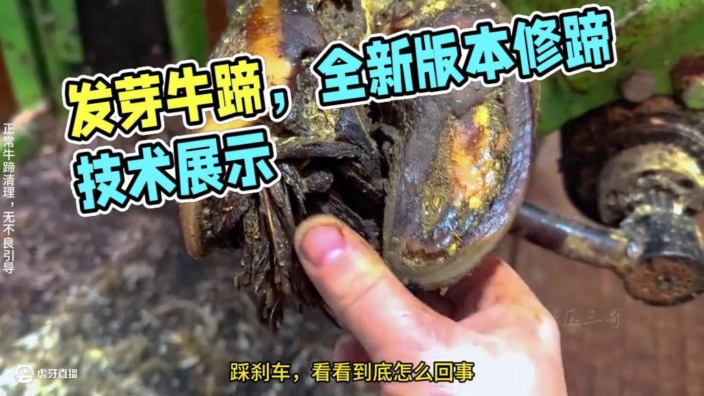 发芽牛蹄，又是你没见过的船新版本 #解压 #修蹄 #助眠 #强迫症 #极度舒适