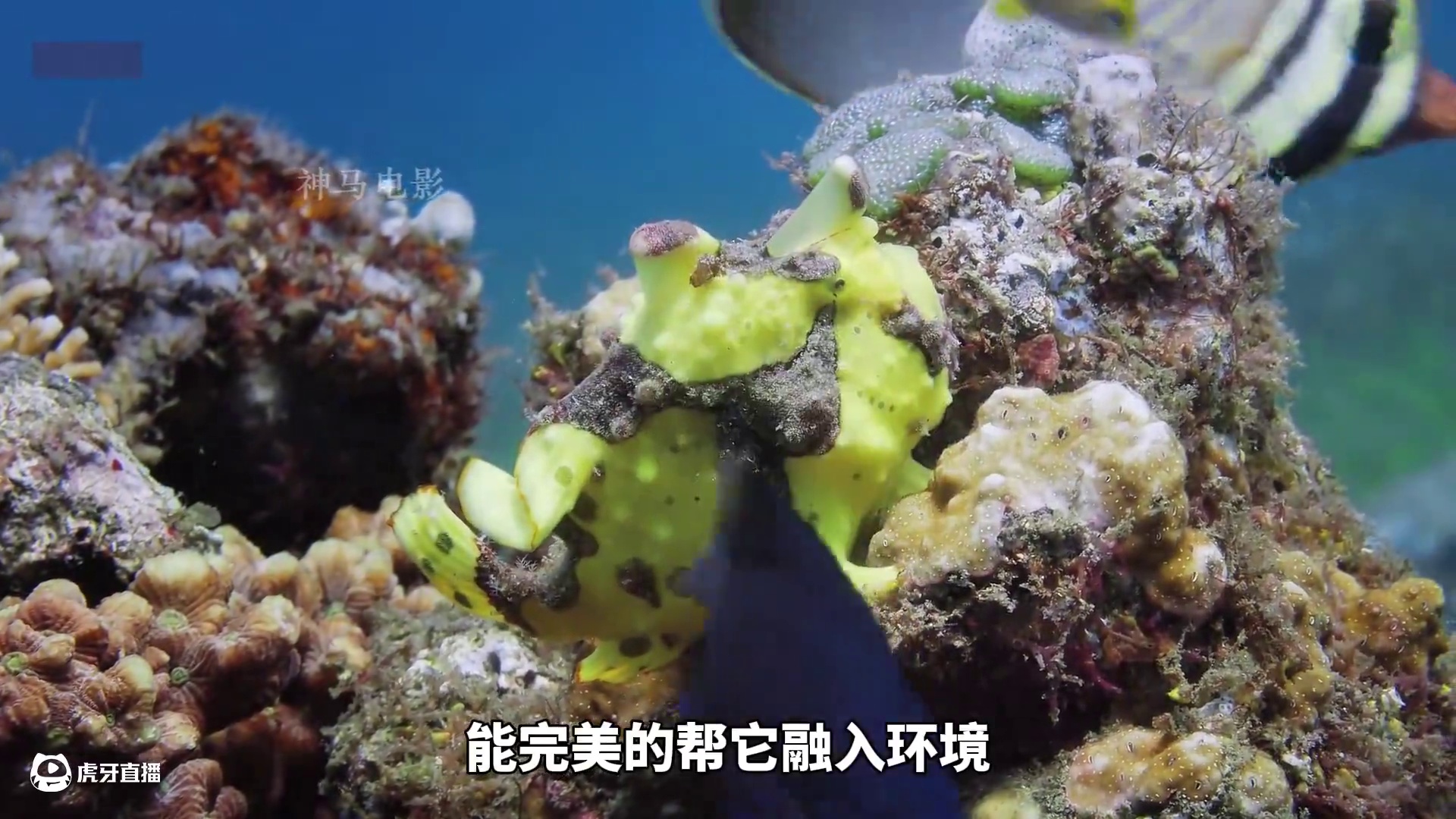 海底伪装大师#野生动物 #动物世界 #内容启发搜索 #纪录片