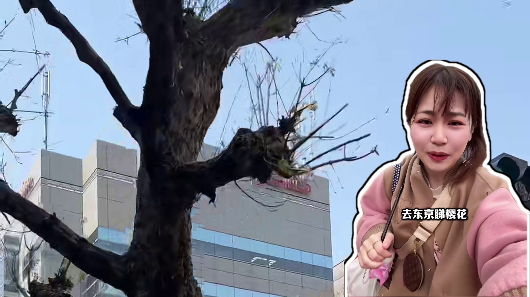 日本看樱花最惨的事情发生了… #日本 #樱花 #日本樱花 #vlog #吐槽