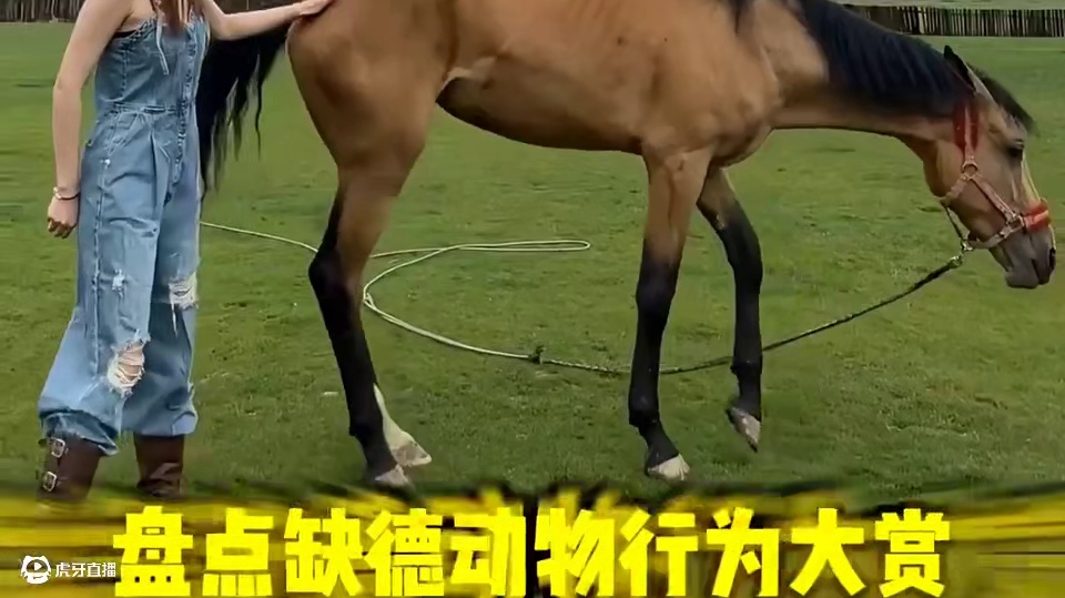 缺德动物的行为大赏，这次终于轮到它们不当人了