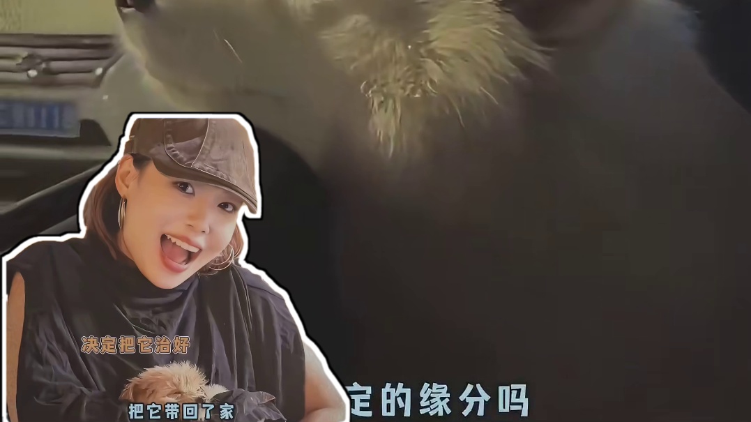 现实版一条狗的使命