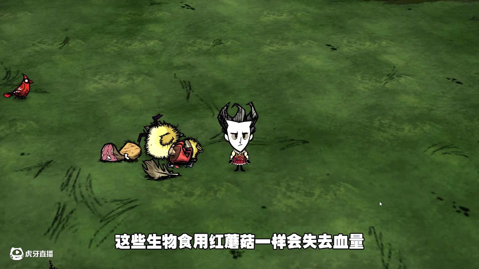 饥荒联机版：红蘑菇新功能喂食小鸭子 #饥荒