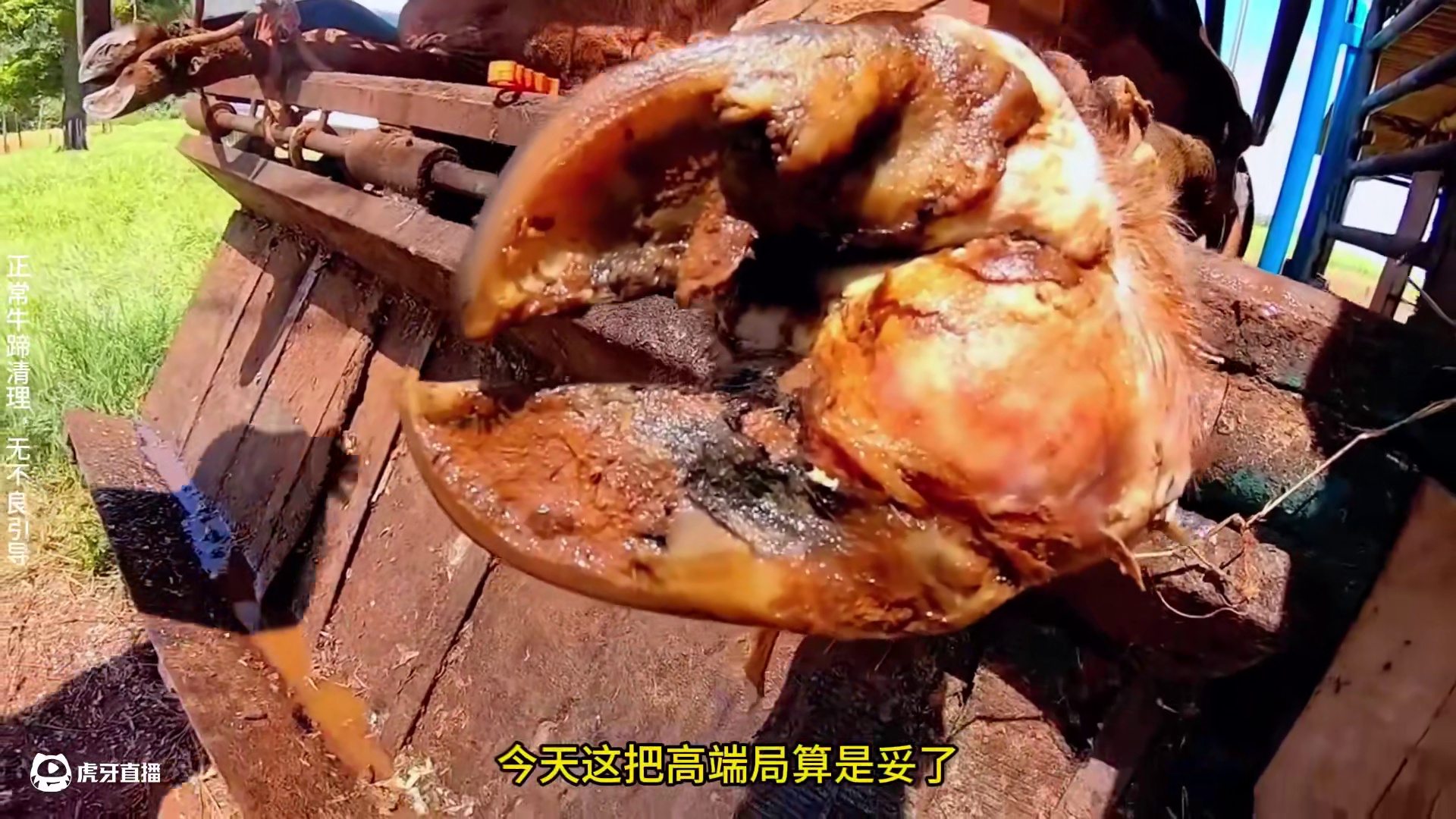 糟蹄一哥再一次申请出战 #解压 #修蹄 #助眠 #强迫症 #极度舒适