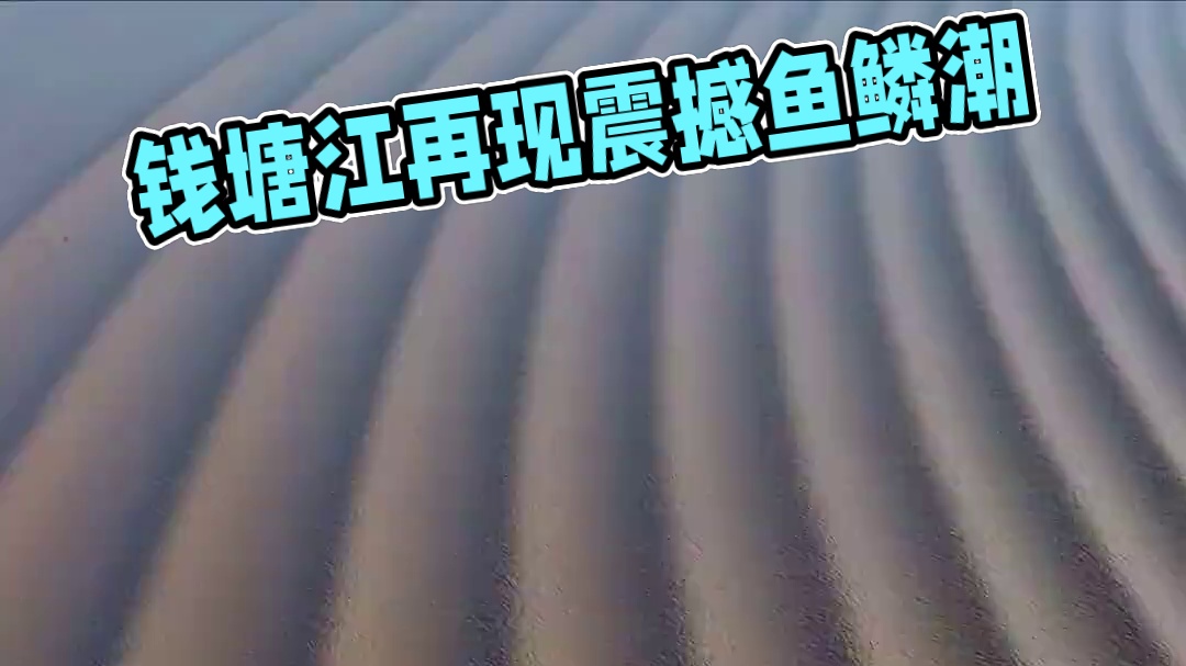 滔滔江水向东流！钱塘江再现震撼鱼鳞潮，似千军万马齐头并进，气势之磅礴，队形之整齐，犹如黑白琴键，在钱