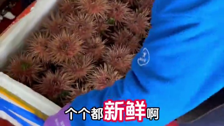 轻松实现海胆自由 日料1/3的价格能吃上几斤海胆！喜欢吃海胆的朋友不要错过了。#海胆 #刺身 #鲜活
