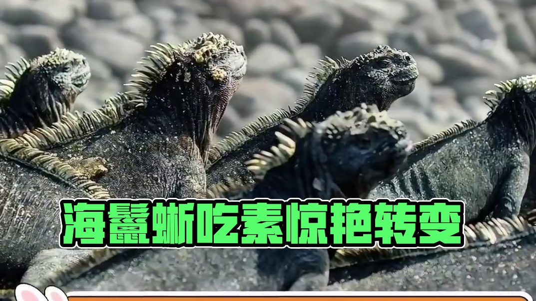 海鬣蜥：吃饭很重要