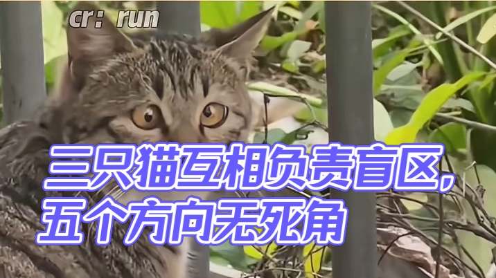 三只猫合则天下无敌，分则乱七八糟