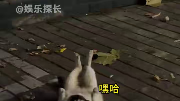 好想把这个视频分享给家里的肥猫看！#猫咪 #萌宠 #万万没想到 #减肥 #鼓励式教育