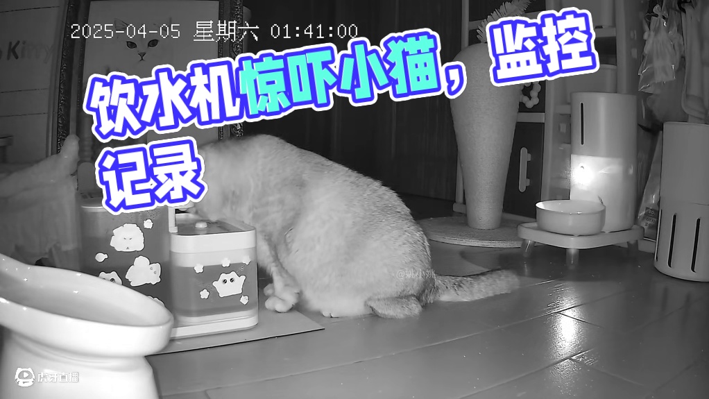 阿b：我靠，吓我一跳（饮水机自动加水） #留守猫咪  #监控下的小猫咪