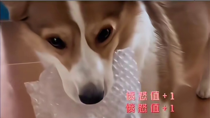 狗：随便捏人玩具你礼貌吗