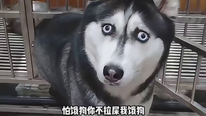 狗子：来了洪水我不慌，兄弟就是我粮仓