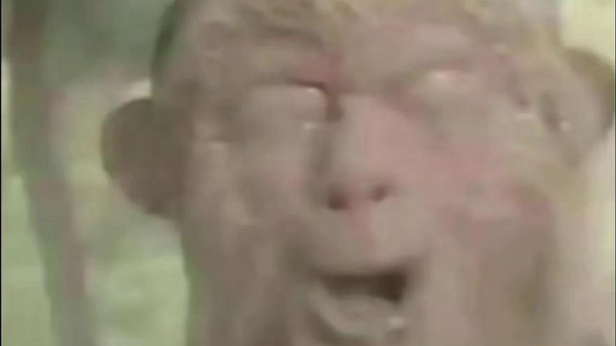 我嘞个顶级热爱啊，数年培养多数老野宠，不忘初心妥妥的野宠鼻祖 #妄想山海 #热爱 #宠物 #游戏日常