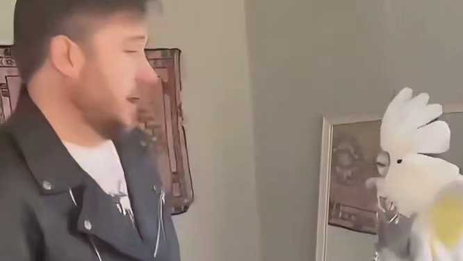 被治好的鹦鹉每天：走啊，蹦迪去