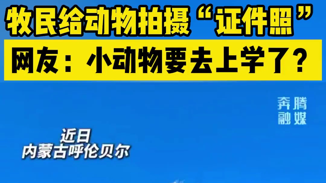 牧民给动物拍摄“证件照”，网友：小动物要去上学了？