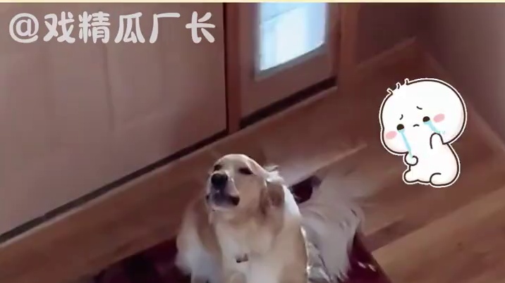 宠物怕不是成精了 #猫咪  #萌宠出道计划  #动物的迷惑行为  #万万没想到