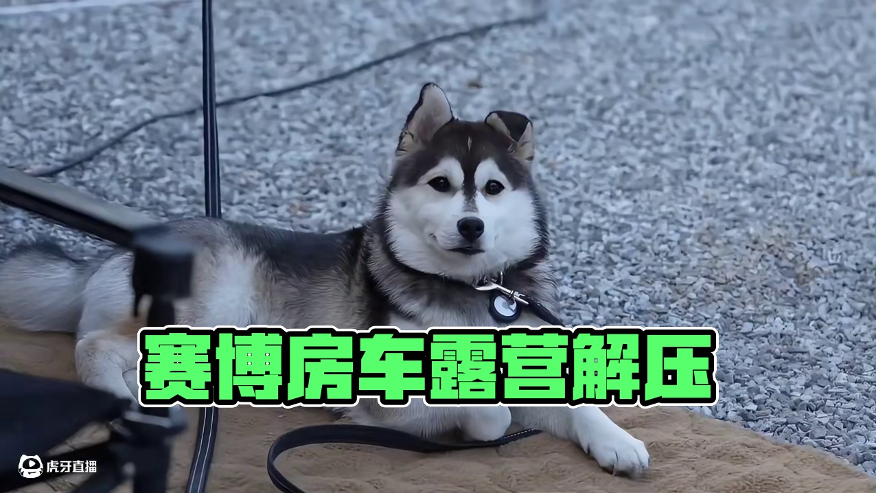 赛博房车（二）这么酷的房车你受得了吗？#露营 #助眠 #解压 #房车 #沉浸式