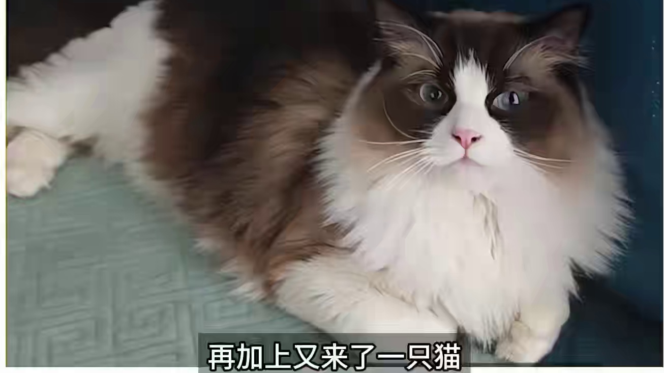 你不吃有的是猫吃，猫挑食不吃饭怎么办？ #猫memes #傻猫的日常 #动物的迷惑行为 #喵星人 #