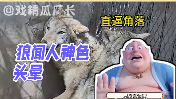 狼：我感觉到了好重的杀气#动物园 #动物园 #狼 #动物的迷惑行为 #万万没想到 #娱乐评论大赏
