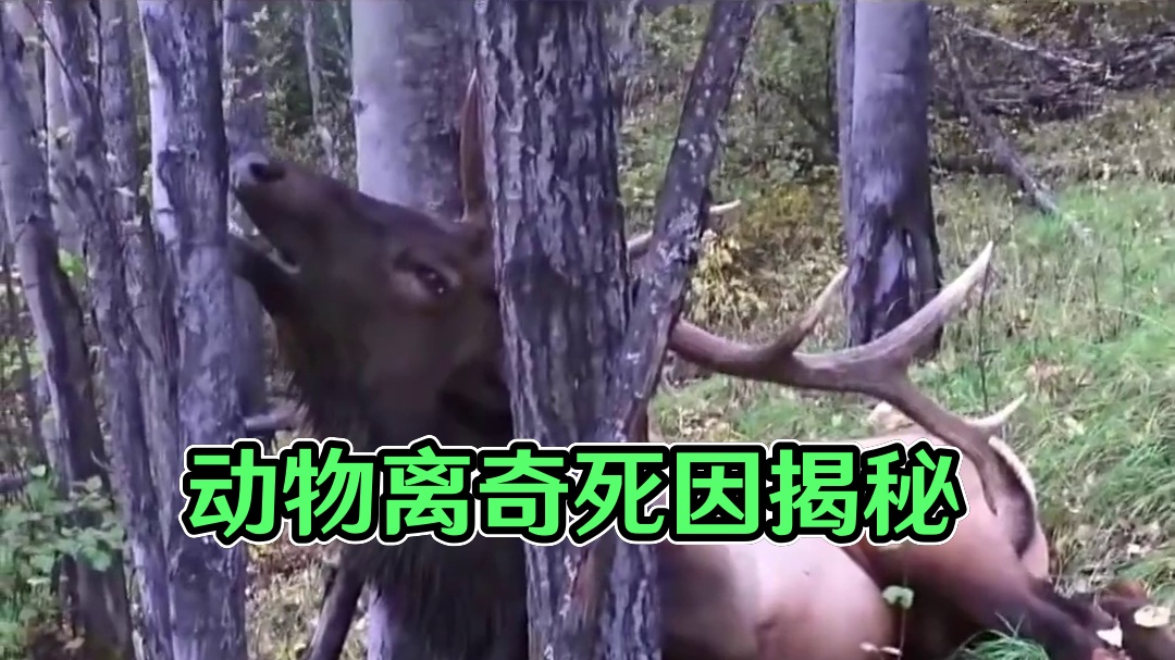 动物离奇死亡鉴定六 #科普 #动物世界 #动物解说 #被眼前的景象惊呆了