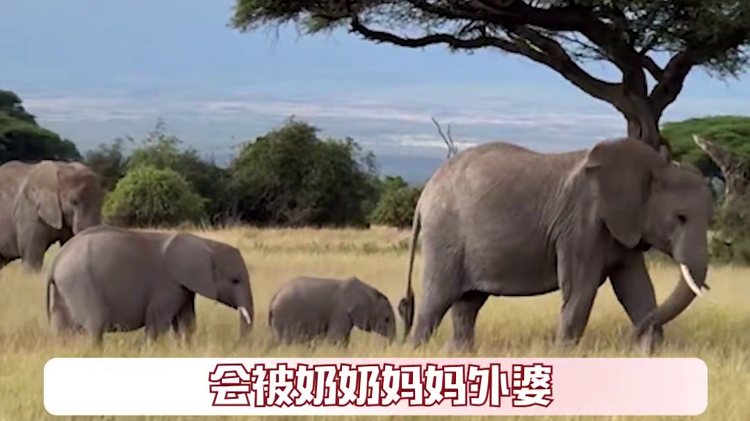 妈呀，你们象象一家真给人萌坏了......#动物 #大象 #可爱 #萌物 #家庭