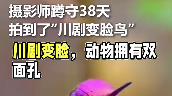 动物界惊现川剧变脸，小家伙居然有两幅面孔！