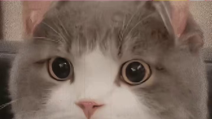 猫在尴尬的时候，也会故意装忙