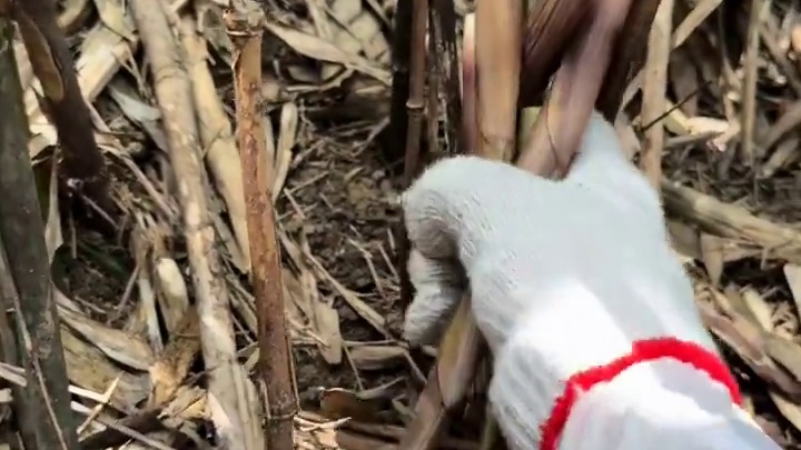 今年打野到此结束，明年再战啦#打野 #掰笋