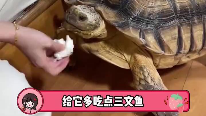 原来小乌龟这么有灵性啊#乌龟 #龟宠 #可爱到爆炸