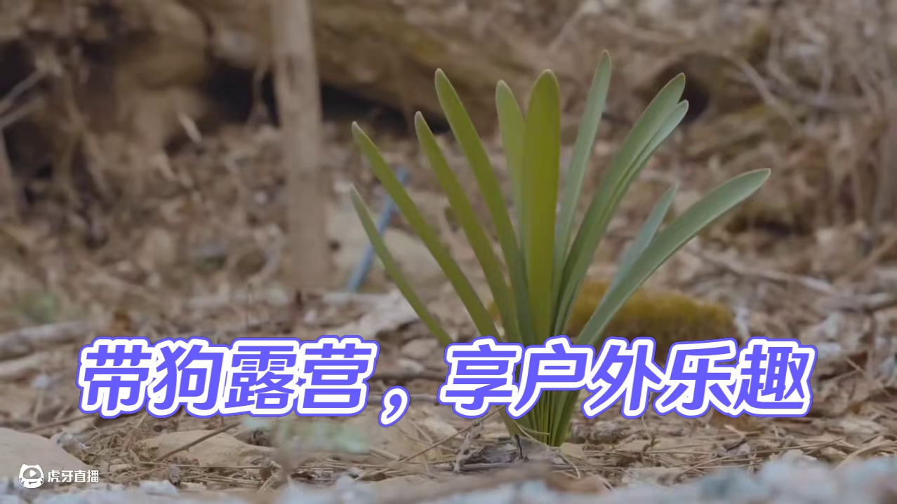 萌宠露营（一）带上狗子去露营吧，它会开心死的[捂嘴笑R]#露营 #助眠 #解压 #狗子 #户外露营