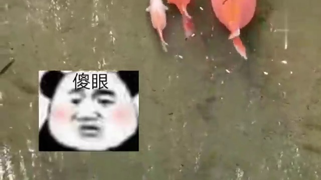 网友：锦鲤、锦鲤pro、锦鲤promax……