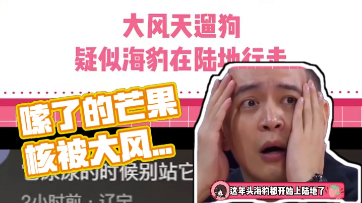 好像一个嗦了的芒果核#大风 #遛狗 #笑死我了 #精神小狗 #狗狗