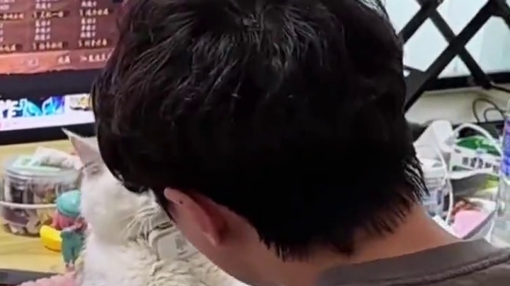 为什么我配的三幻神就不行呢？ #三国志战略版 #三战创作者计划 #游戏日常 #三战实拍记录