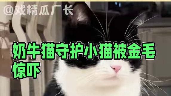 奶牛猫是勇敢正义的“警察咪” #奶牛猫  #黑猫警长  #万万没想到