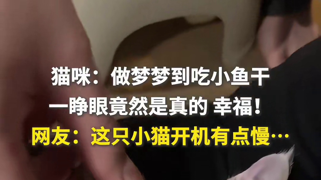 猫咪:做梦梦到吃小鱼干，一睁眼竟然是真的，幸福!网友:这只小猫开机有点慢…