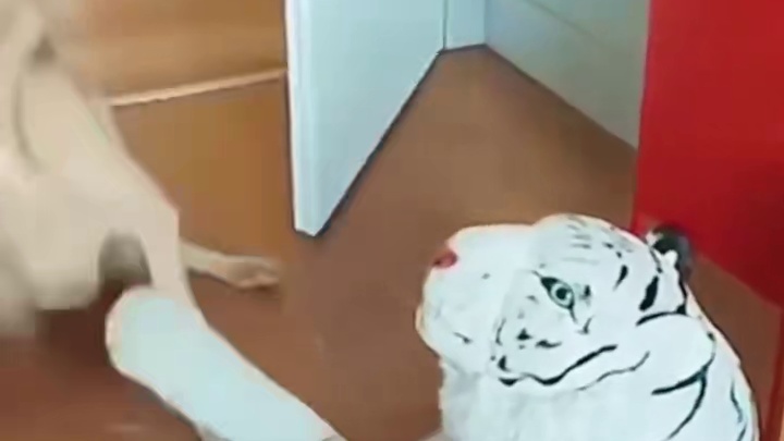 当狗子受到惊吓时#狗狗 #猛兽 #搞笑视频