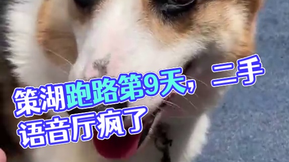 策湖跑路第9天，主持疯了一堆#搞笑 #语音厅