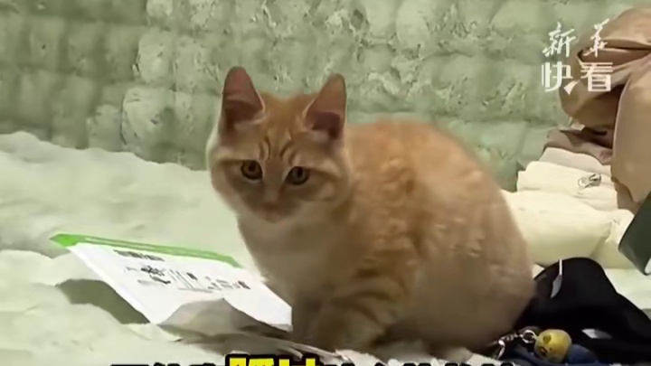 流浪猫第一天到新家，猫咪：满意 太满意了！