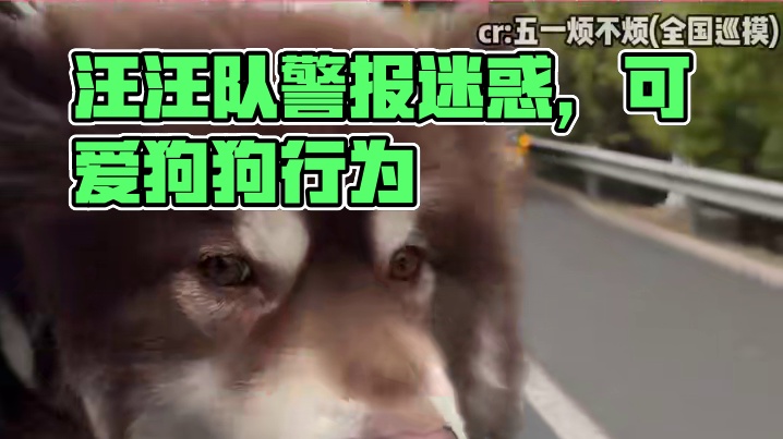 下次遇到问题请呼叫汪汪队#阿拉斯加 #狗狗 #动物的迷惑行为 #可爱到爆炸