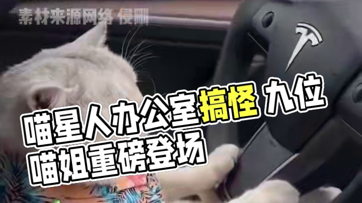 疑似喵星人入侵职场 原来小猫界也这么卷啊 小猫职业鉴赏#萌宠出道计划 #被迫营业的猫猫 #上班的猫 