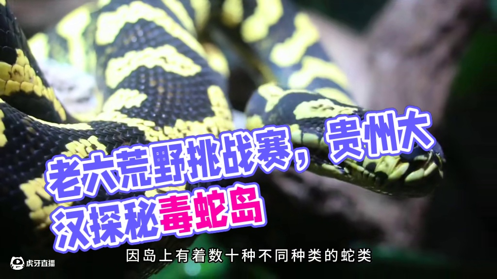 老六荒野粉丝挑战赛上线了，想来玩儿的朋友可以约起来啦！#野外生活 #荒野求生