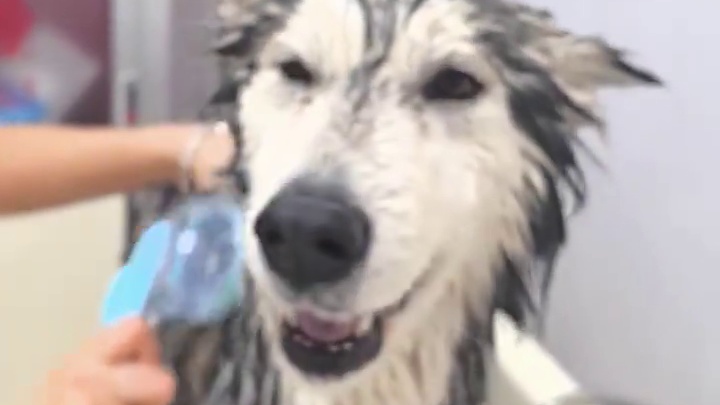 主人，今天必须湿身嘛#阿拉斯加 #狗狗的心思都写在脸上 #被小狗治愈的一万个瞬间