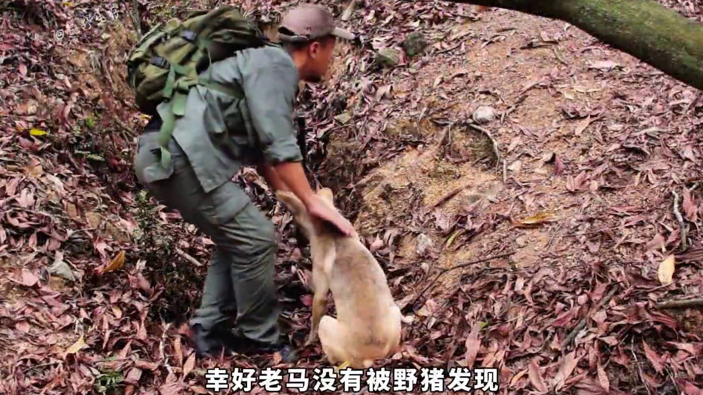 这是我见过最隐蔽的庇护所，因为他深藏在千年树桩之下！ #野外建造 #荒野搭建 #解压