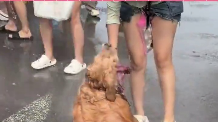 狗狗：妈妈酱，这澡一定要洗吗#西双版纳泼水节 #金毛 #搞笑 #狗狗